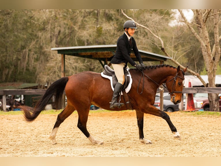 Zwitsers warmbloed Hengst 7 Jaar 163 cm Roodbruin in Addison