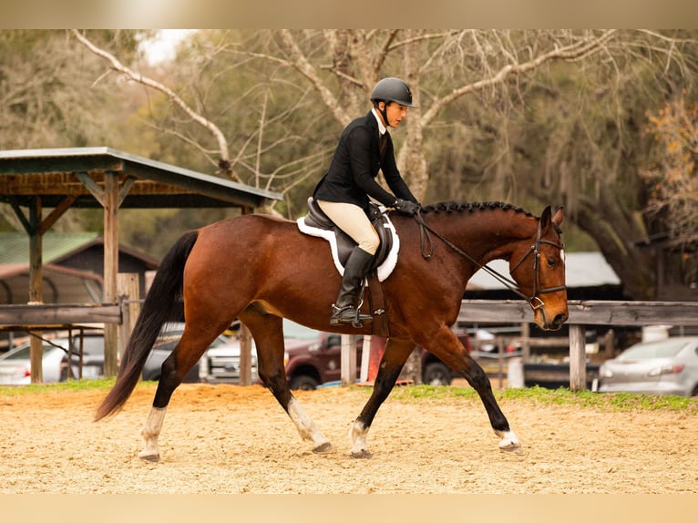 Zwitsers warmbloed Hengst 7 Jaar 163 cm Roodbruin in Addison