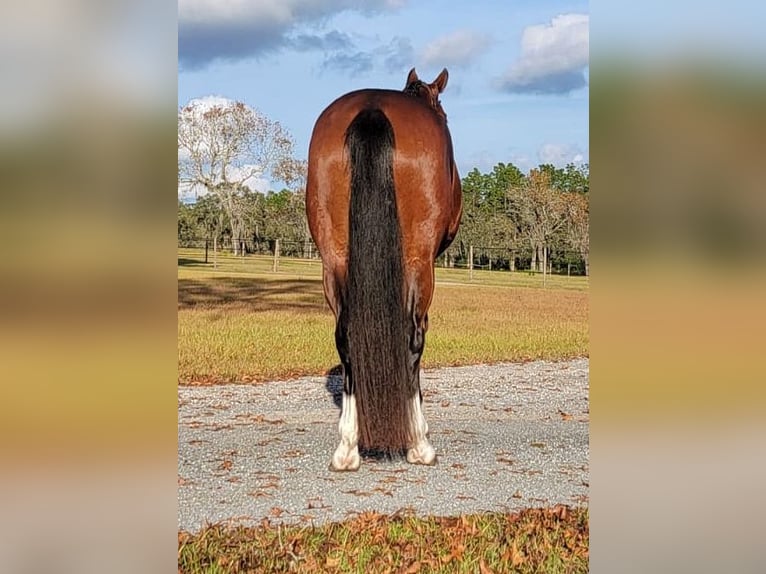 Zwitsers warmbloed Hengst 7 Jaar 163 cm Roodbruin in Addison