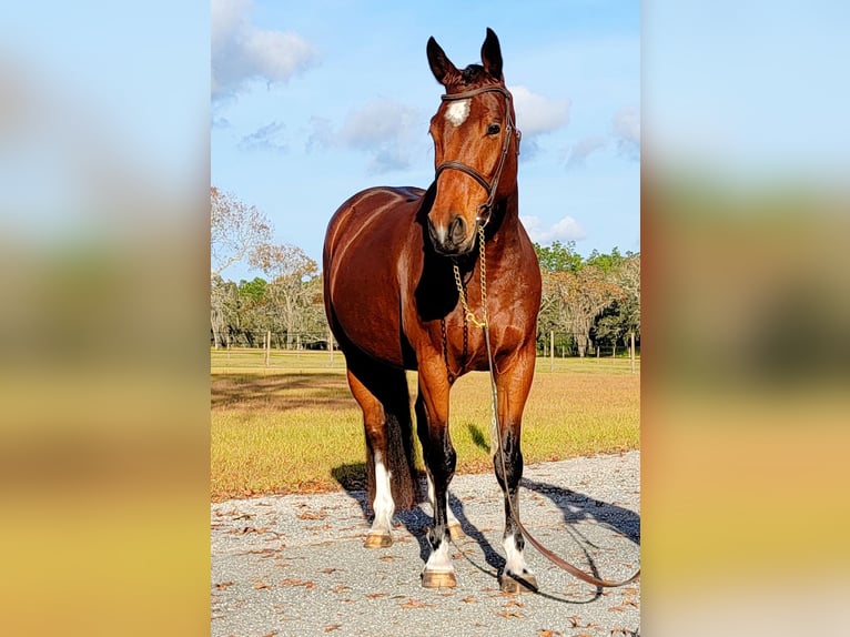 Zwitsers warmbloed Hengst 7 Jaar 163 cm Roodbruin in Addison