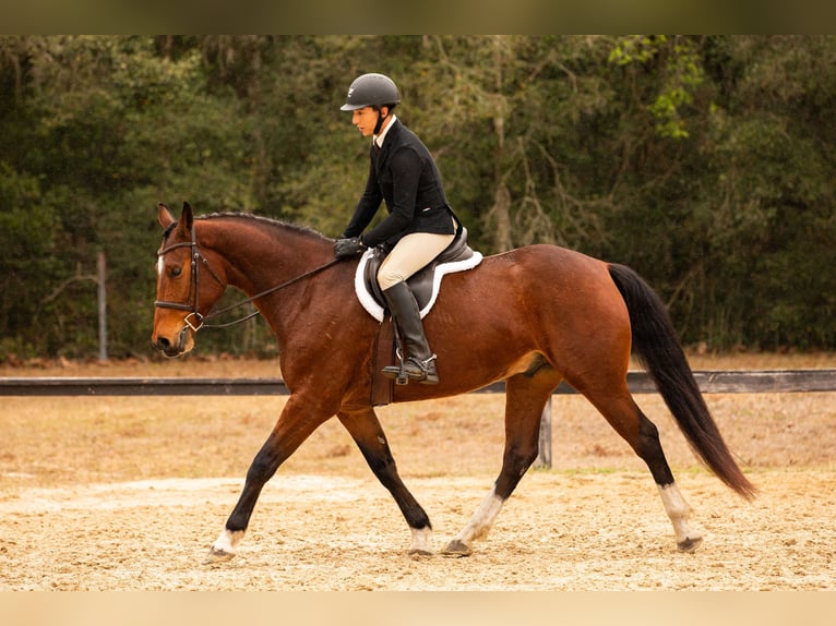 Zwitsers warmbloed Hengst 7 Jaar 163 cm Roodbruin in Addison