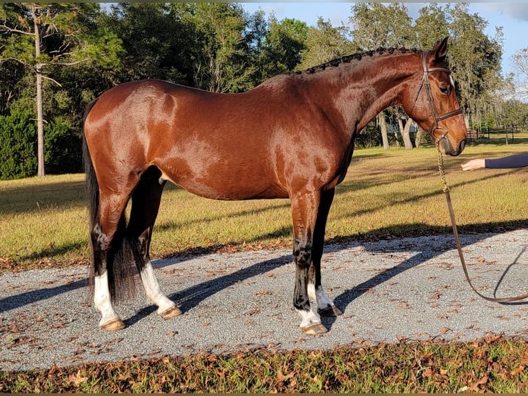 Zwitsers warmbloed Hengst 7 Jaar 163 cm Roodbruin in Addison