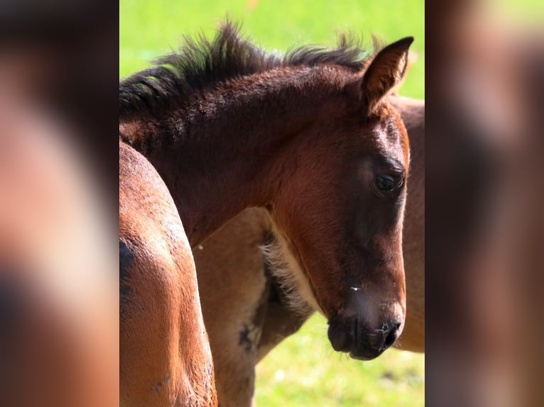 Zwitsers warmbloed Hengst veulen (04/2024) 170 cm Donkerbruin in Chur