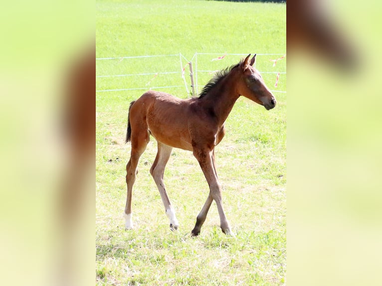 Zwitsers warmbloed Hengst veulen (04/2024) 170 cm Donkerbruin in Chur