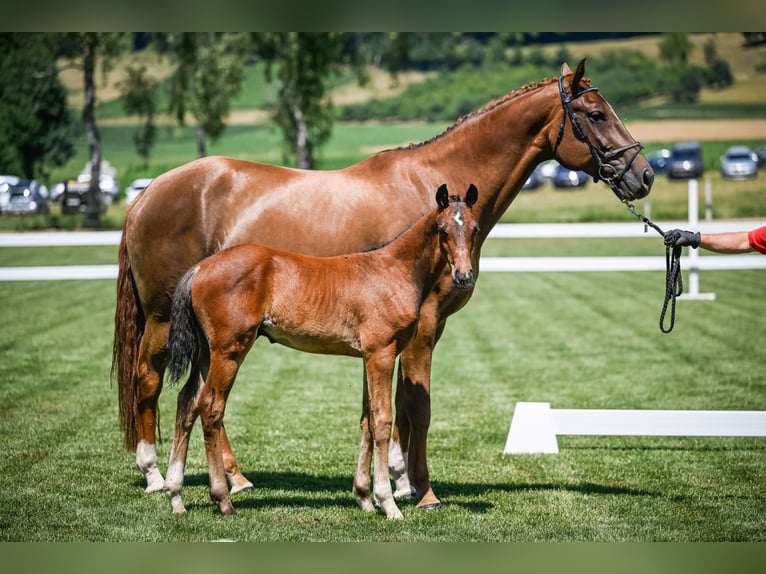 Zwitsers warmbloed Hengst Veulen (04/2025) Bruin in Fehraltorf