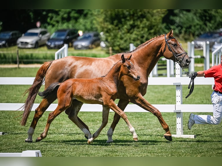 Zwitsers warmbloed Hengst Veulen (04/2025) Bruin in Fehraltorf