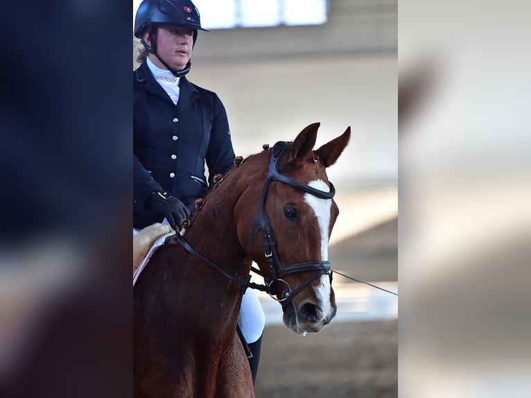 Zwitsers warmbloed Hengst veulen (04/2024) Donkerbruin in Rüdtligen