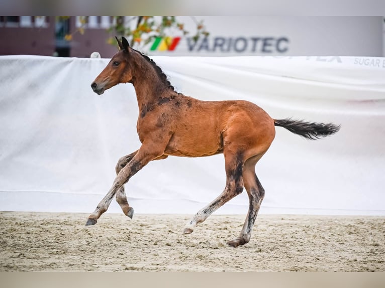 Zwitsers warmbloed Hengst Veulen (04/2026) Donkerbruin in Rüdtligen