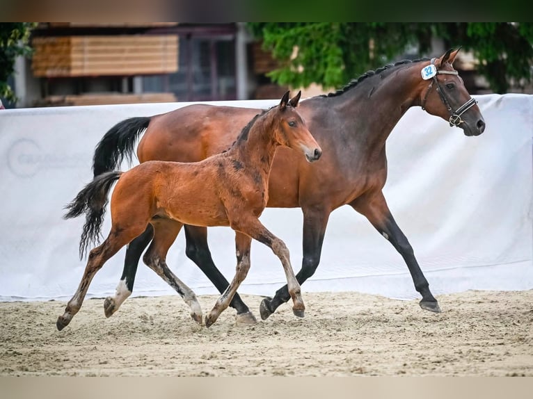 Zwitsers warmbloed Hengst Veulen (04/2026) Donkerbruin in Rüdtligen