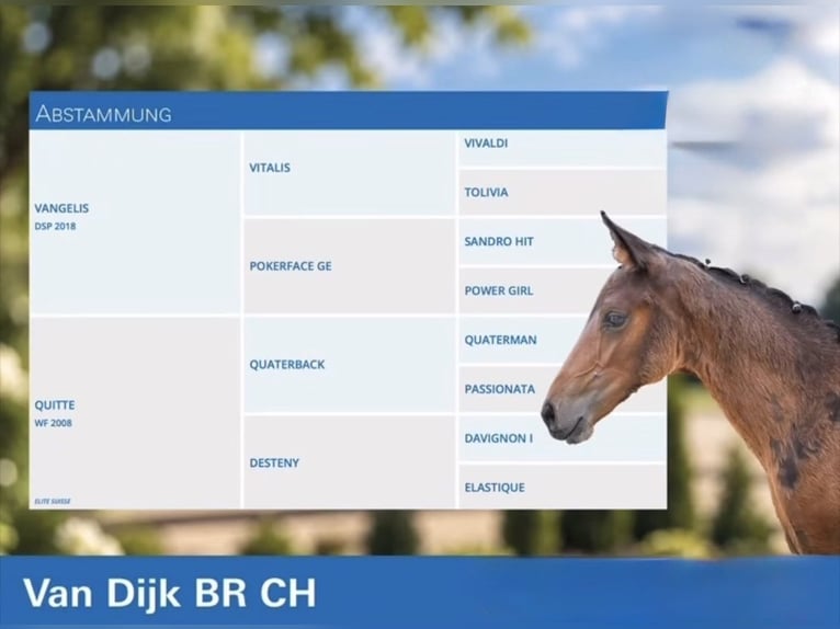 Zwitsers warmbloed Hengst Veulen (04/2026) Donkerbruin in Rüdtligen