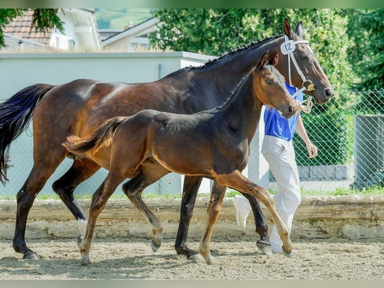 Zwitsers warmbloed Hengst veulen (04/2024) Donkerbruin in Gränichen