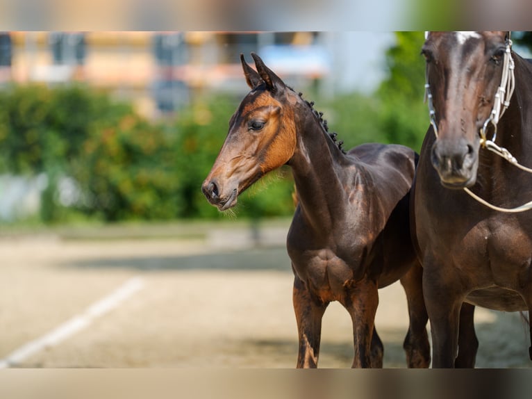 Zwitsers warmbloed Hengst veulen (04/2024) Donkerbruin in Gränichen