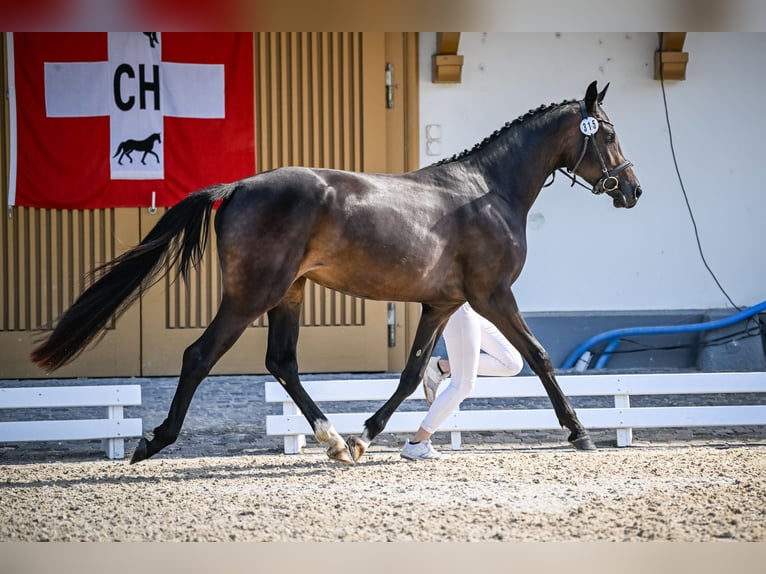 Zwitsers warmbloed Hengst veulen (05/2024) kan schimmel zijn in Auswil