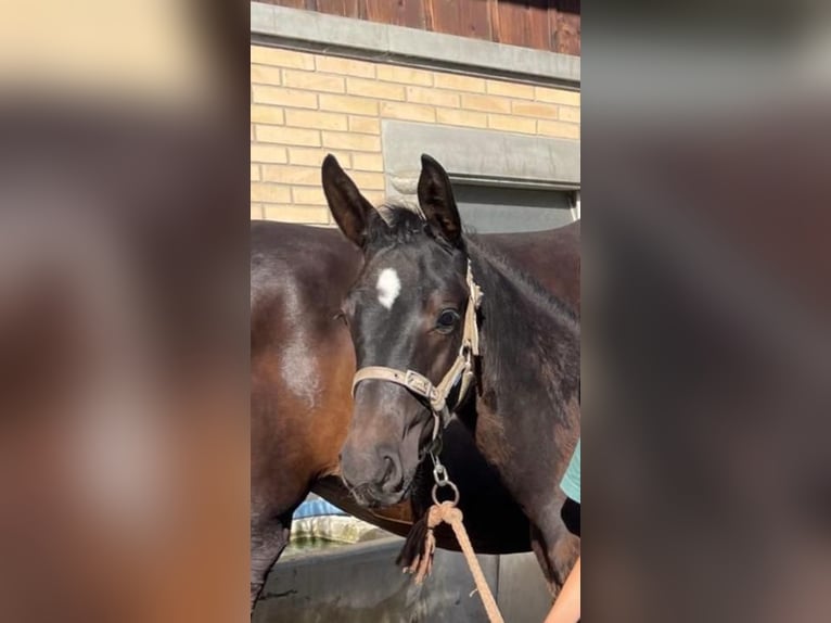 Zwitsers warmbloed Hengst veulen (05/2024) Zwart in Hindelbank