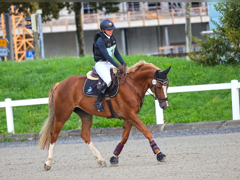 Zwitsers warmbloed Merrie 10 Jaar 166 cm Vos in Ipsach