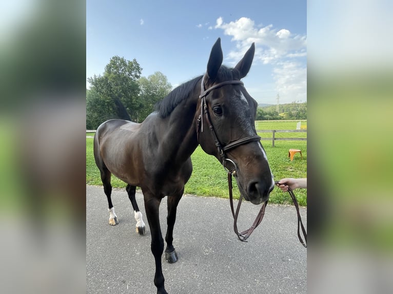 Zwitsers warmbloed Merrie 10 Jaar 172 cm Roodbruin in Bassecourt