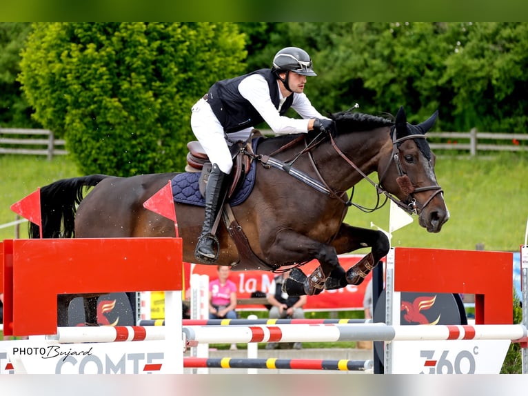 Zwitsers warmbloed Merrie 10 Jaar 172 cm Roodbruin in Bassecourt