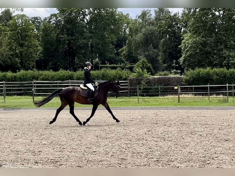 Zwitsers warmbloed Merrie 11 Jaar 160 cm Donkerbruin in Bern