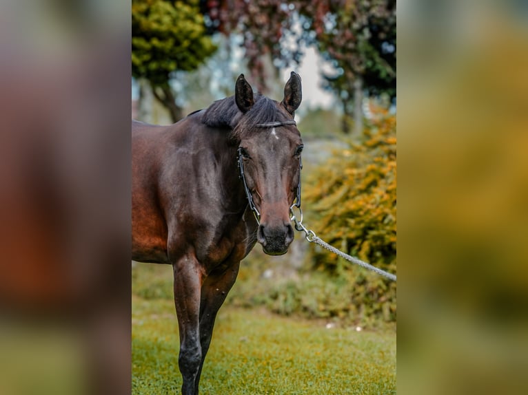 Zwitsers warmbloed Merrie 11 Jaar 160 cm Donkerbruin in Bern