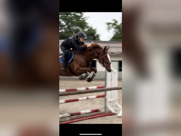 Zwitsers warmbloed Merrie 11 Jaar 166 cm Vos in Dielsdorf