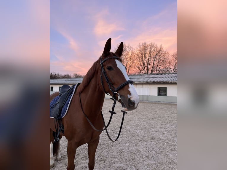 Zwitsers warmbloed Merrie 11 Jaar 166 cm Vos in Dielsdorf