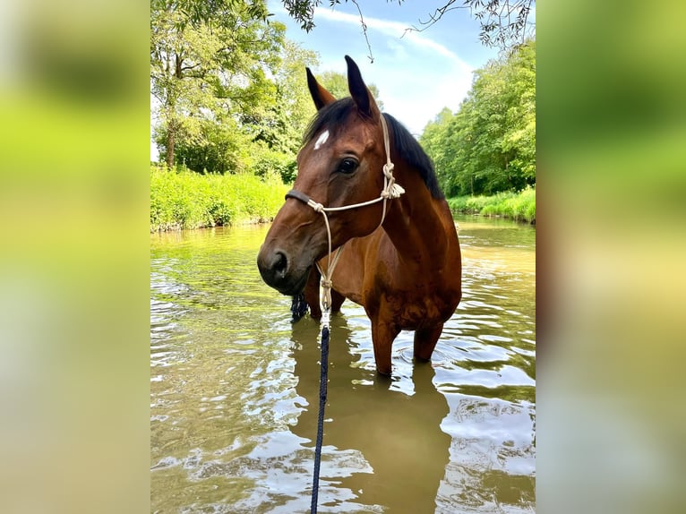 Zwitsers warmbloed Merrie 11 Jaar 168 cm Bruin in Pforzheim