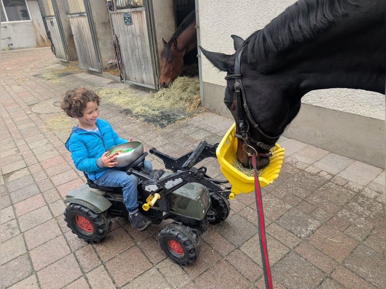 Zwitsers warmbloed Merrie 11 Jaar 168 cm  in Zuzwil SG
