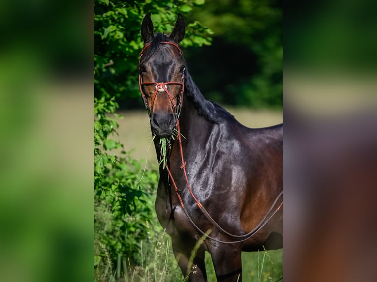 Zwitsers warmbloed Merrie 11 Jaar 168 cm  in Zuzwil SG