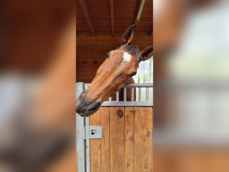 Zwitsers warmbloed Merrie 12 Jaar 172 cm Bruin in Gossau ZH