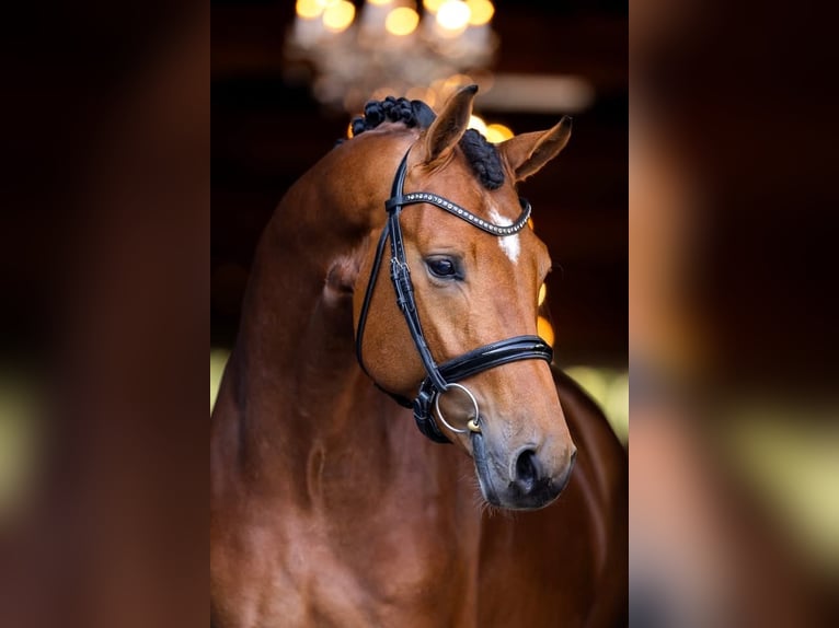 Zwitsers warmbloed Merrie 12 Jaar 175 cm Vos in Pageas