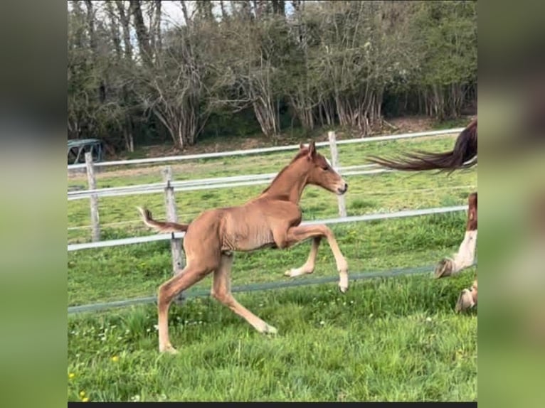 Zwitsers warmbloed Merrie 12 Jaar 175 cm Vos in Pageas