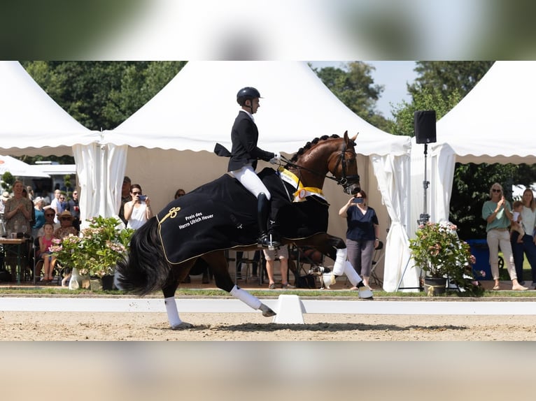 Zwitsers warmbloed Merrie 12 Jaar 175 cm Vos in Pageas