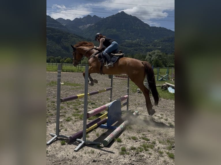 Zwitsers warmbloed Merrie 13 Jaar 166 cm Vos in Schlins