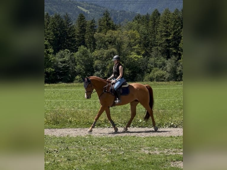 Zwitsers warmbloed Merrie 13 Jaar 166 cm Vos in Schlins