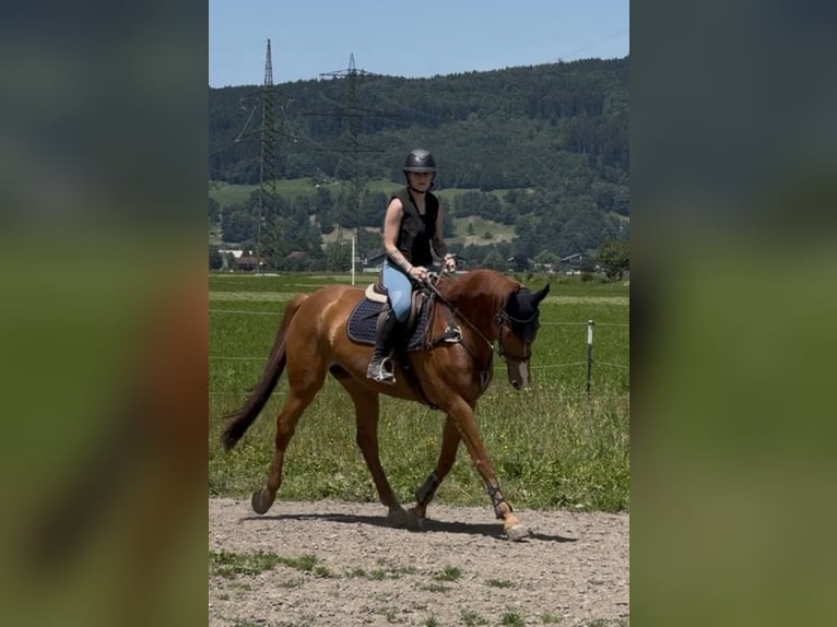 Zwitsers warmbloed Merrie 13 Jaar 166 cm Vos in Schlins