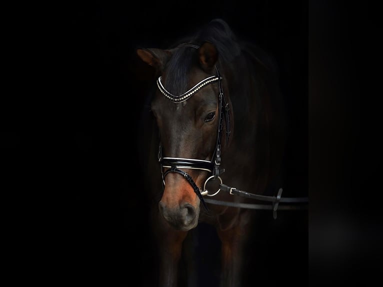 Zwitsers warmbloed Merrie 13 Jaar 170 cm Bruin in Tönisvorst