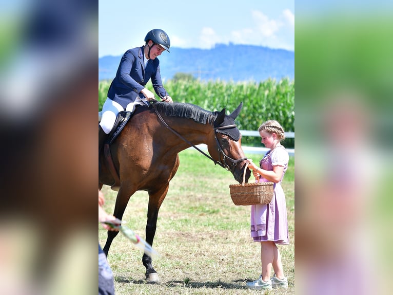 Zwitsers warmbloed Merrie 13 Jaar 173 cm Bruin in Büren an der Aaare