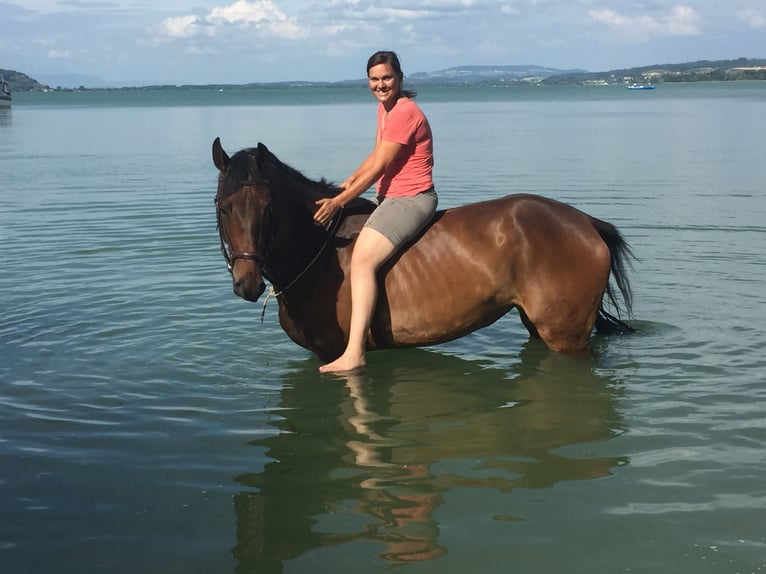 Zwitsers warmbloed Merrie 13 Jaar 173 cm Bruin in Büren an der Aaare