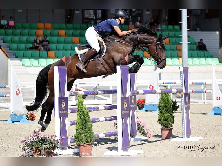 Zwitsers warmbloed Merrie 13 Jaar 173 cm Bruin in Büren an der Aaare