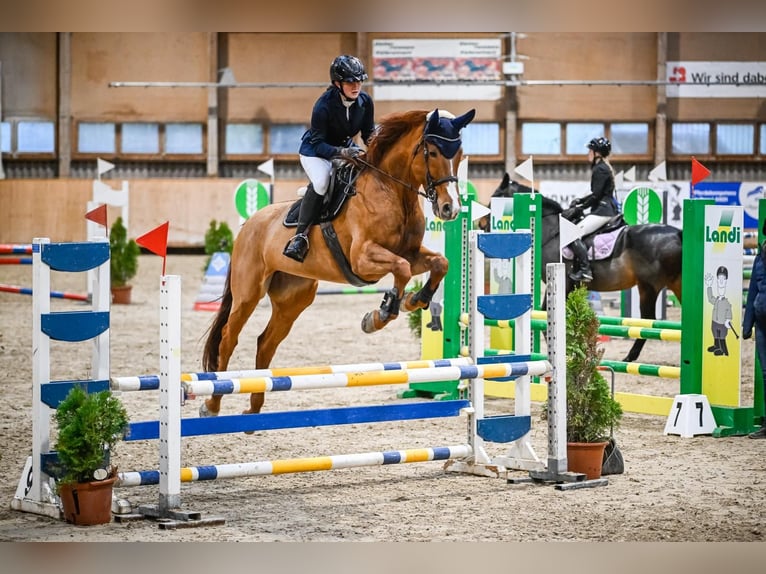 Zwitsers warmbloed Merrie 13 Jaar 173 cm Vos in Fehraltorf