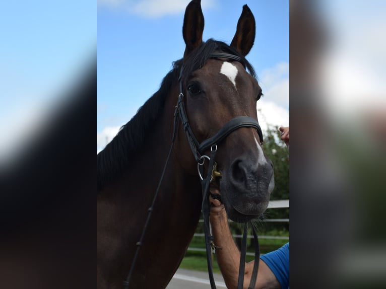 Zwitsers warmbloed Merrie 13 Jaar 178 cm Bruin in Hohentannen