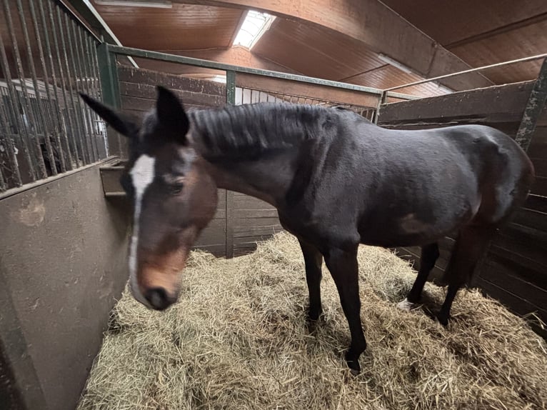 Zwitsers warmbloed Merrie 14 Jaar 165 cm Bruin in Rosenheim