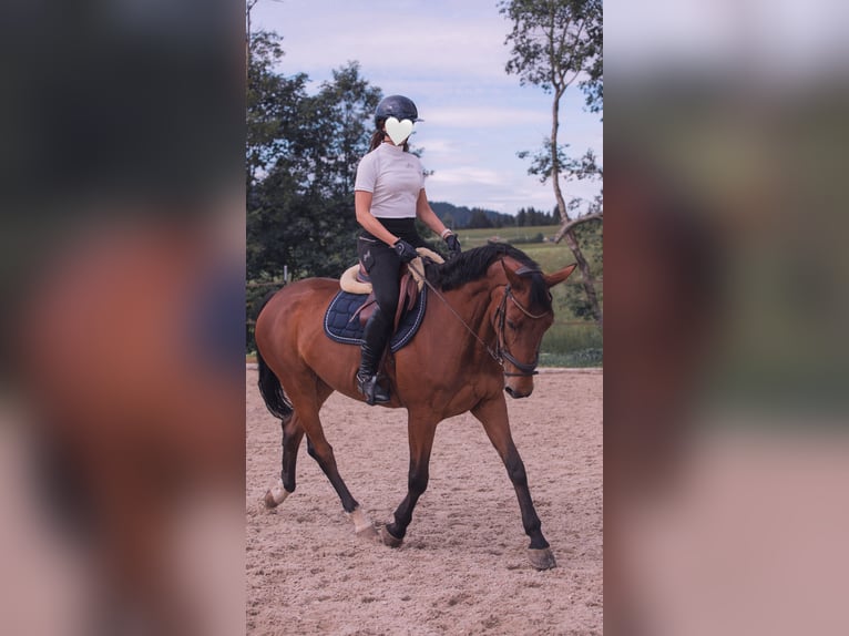 Zwitsers warmbloed Merrie 15 Jaar 165 cm Bruin in Wallisellen