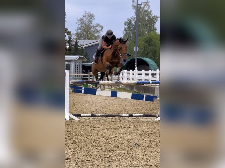 Zwitsers warmbloed Merrie 15 Jaar 165 cm Bruin in Wallisellen