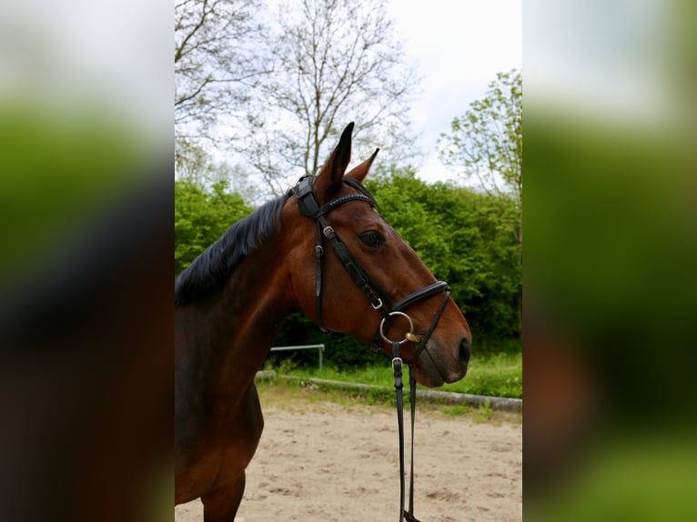 Zwitsers warmbloed Mix Merrie 16 Jaar 165 cm Bruin in Kirchheim unter Teck