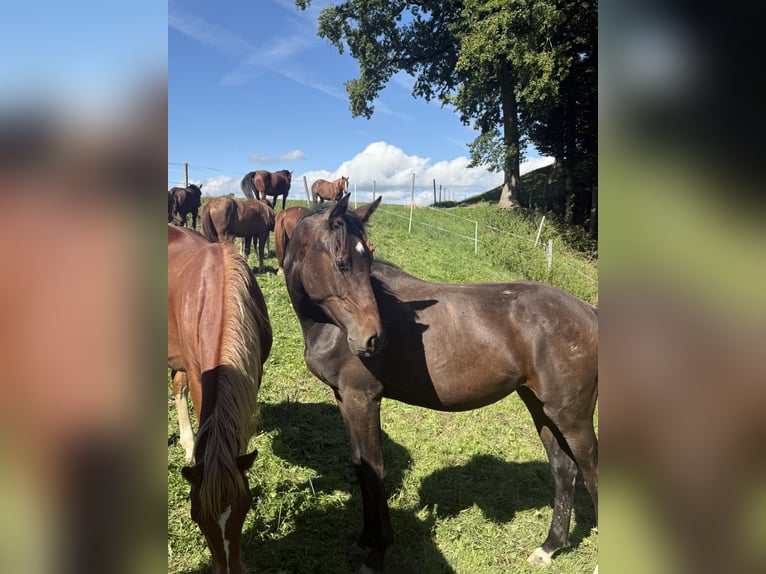 Zwitsers warmbloed Merrie 1 Jaar 165 cm Bruin in St. Ursen
