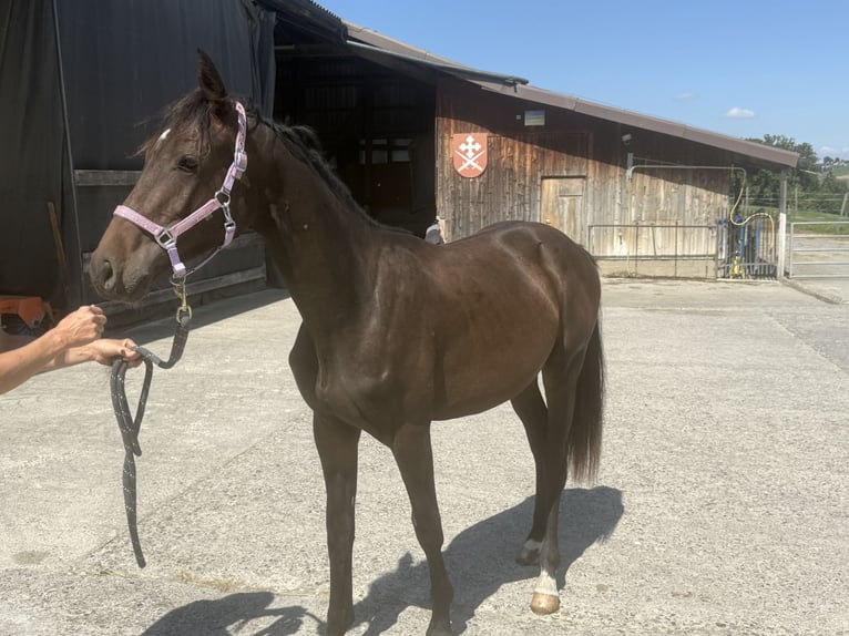 Zwitsers warmbloed Merrie 1 Jaar 165 cm Bruin in St. Ursen