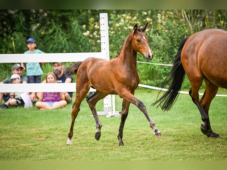 Zwitsers warmbloed Merrie 2 Jaar 172 cm Bruin in Elgg