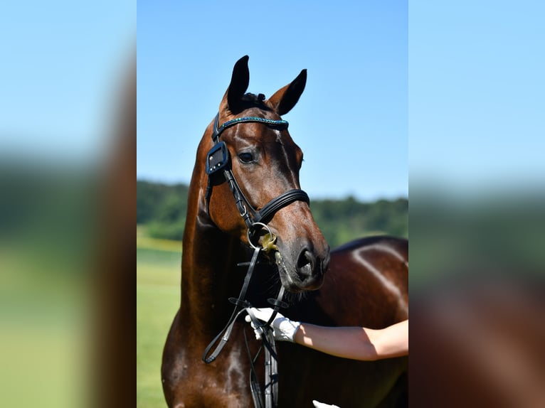Zwitsers warmbloed Merrie 3 Jaar 164 cm Donkerbruin in Eschenz