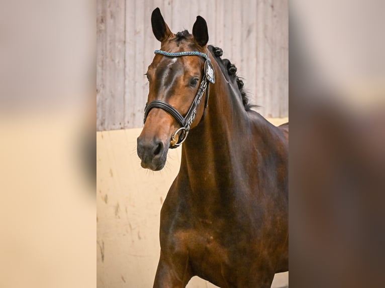 Zwitsers warmbloed Merrie 3 Jaar 164 cm Donkerbruin in Eschenz